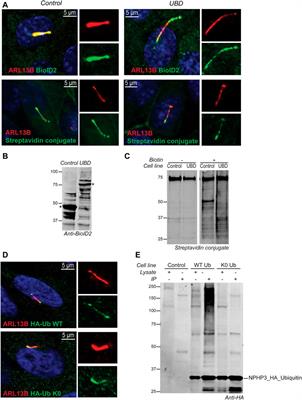 A targeted multi-proteomics approach generates a blueprint of the ciliary ubiquitinome